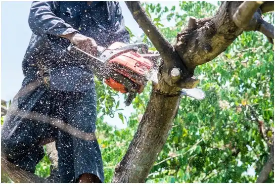 tree services Spinnerstown